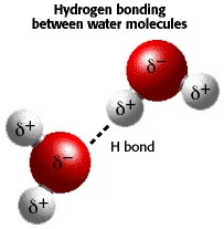 hydrogen bond in water