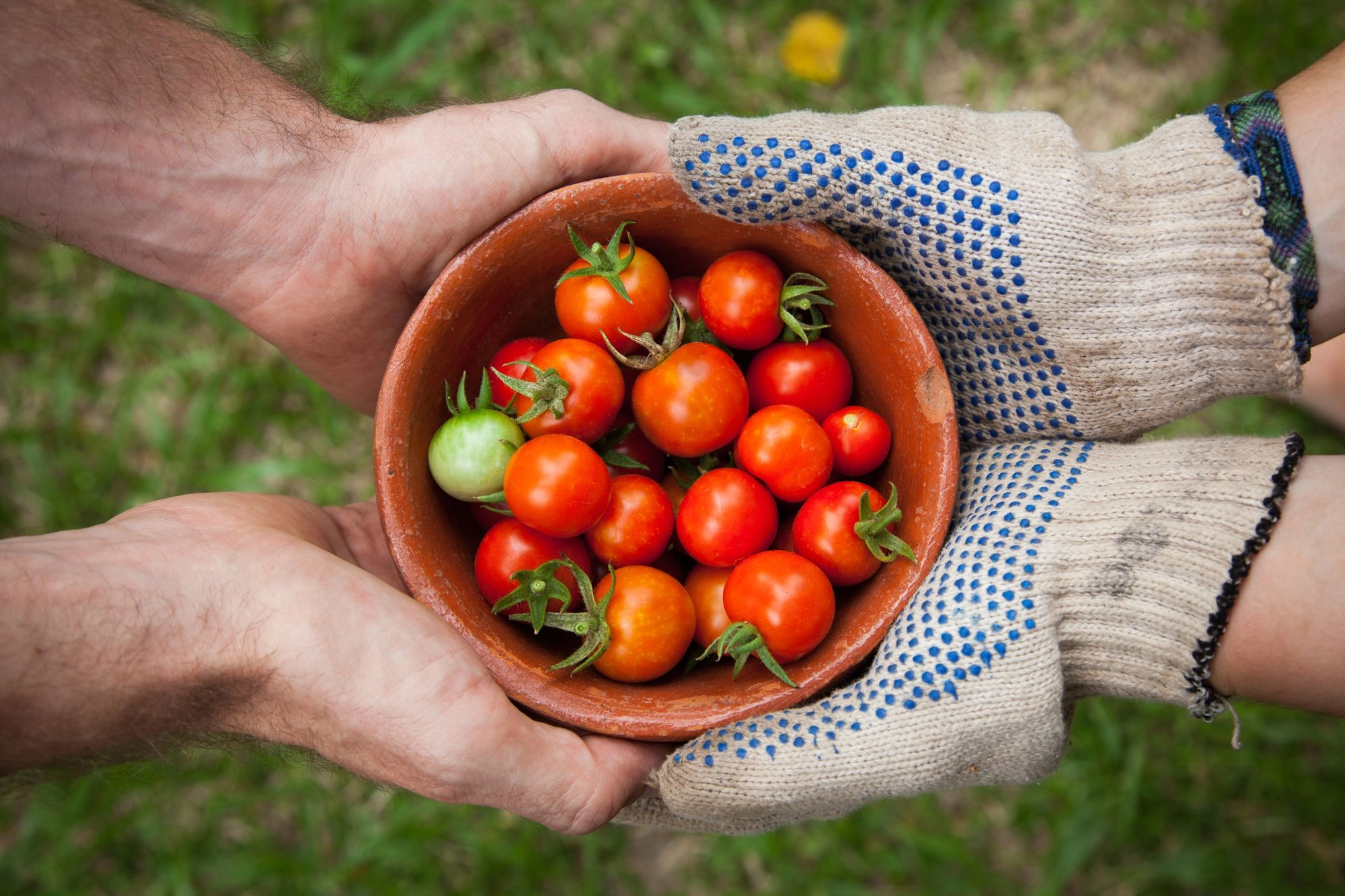 The Basic Gardening Tips for Beginners