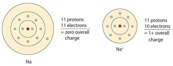 Formation of cation (Na+)